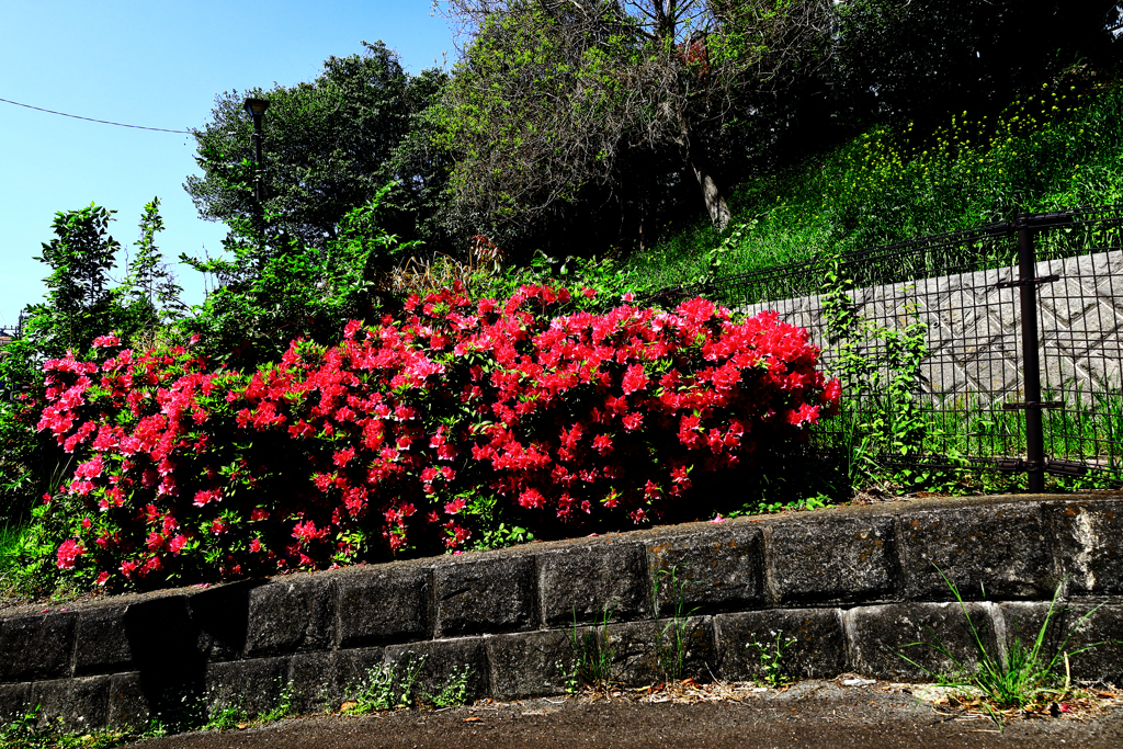 燃えさかるツツジ