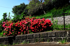 燃えさかるツツジ