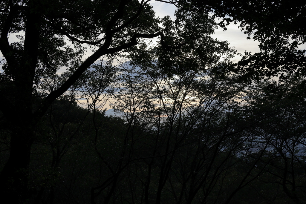 森林の夕暮れ