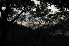 森林の夕暮れ