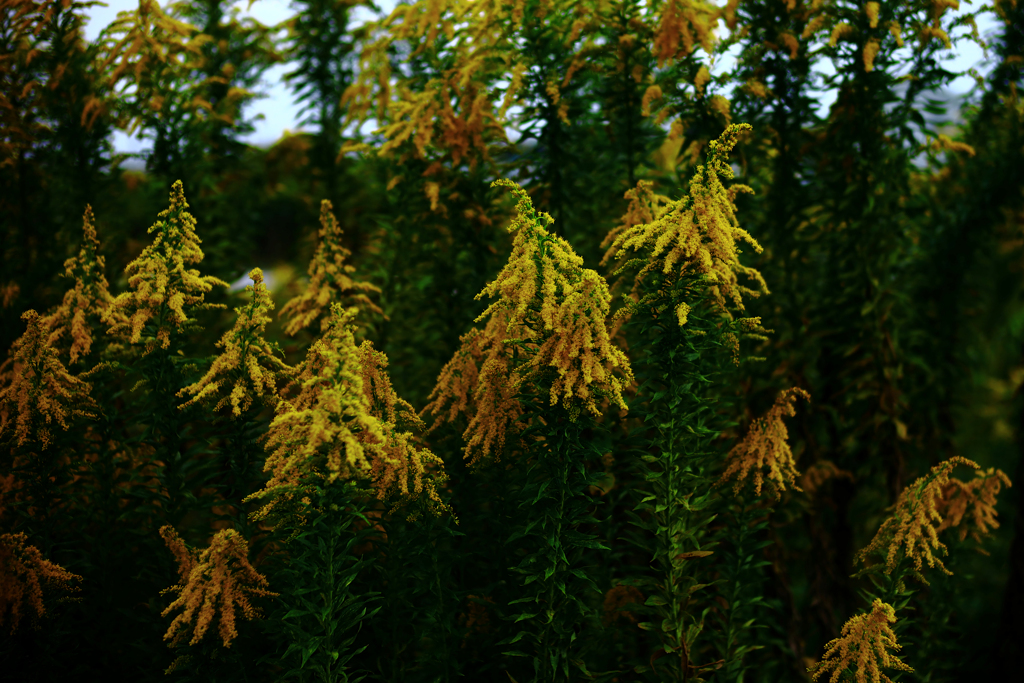 セイタカアワダチソウ