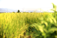 田んぼの一本木