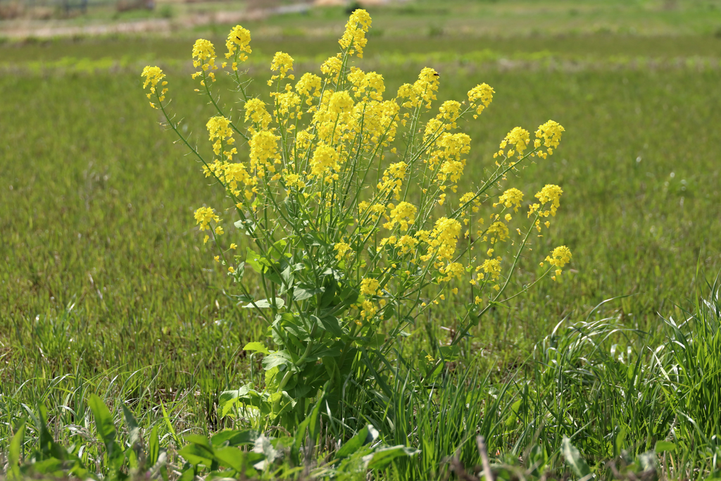 今年最後の菜の花