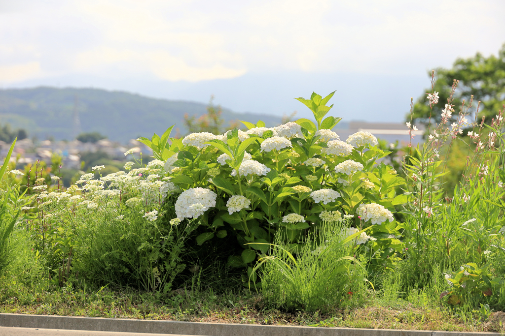 神奈川県足柄上郡中井町井ノ口あたりの馬場跡