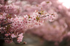 戸川公園の河津桜