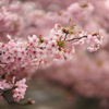 戸川公園の河津桜