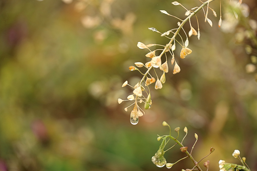 枯れたマメグンバイナズナ