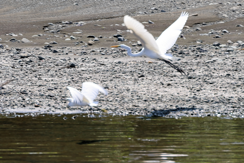 慌てて逃げるサギ