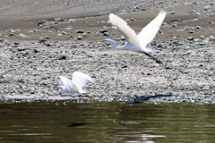 慌てて逃げるサギ