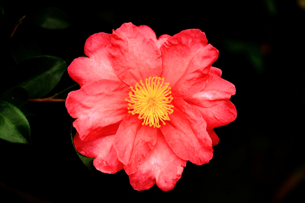 山茶花の証明写真