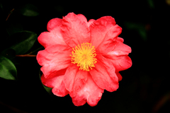 山茶花の証明写真