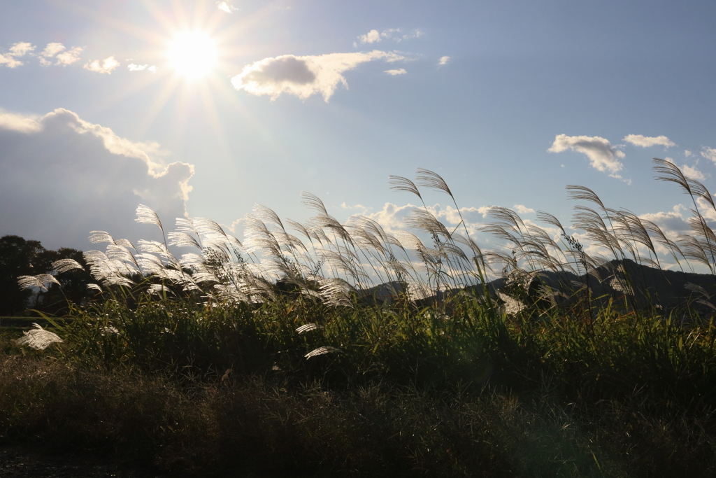 西空のススキ