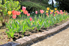 咲き始めたチューリップ