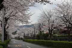 桜の通り道