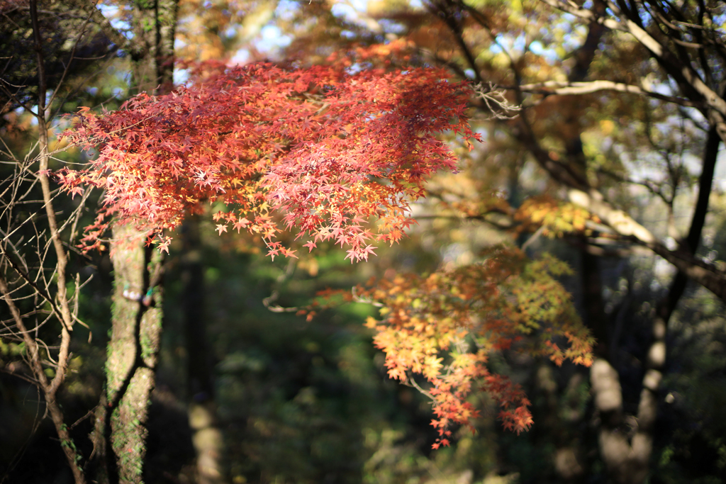 晩秋の弘法山　浮遊して