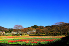 秦野戸川公園のチューリップ