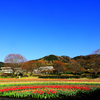 秦野戸川公園のチューリップ