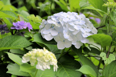 白と真っ白と