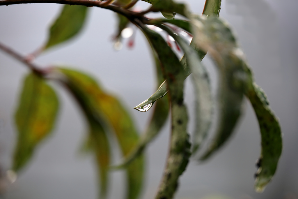 葉の先に水滴