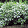 矢名薬師の紫陽花