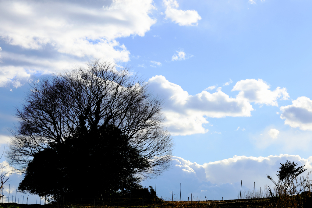 湧き上がる雲