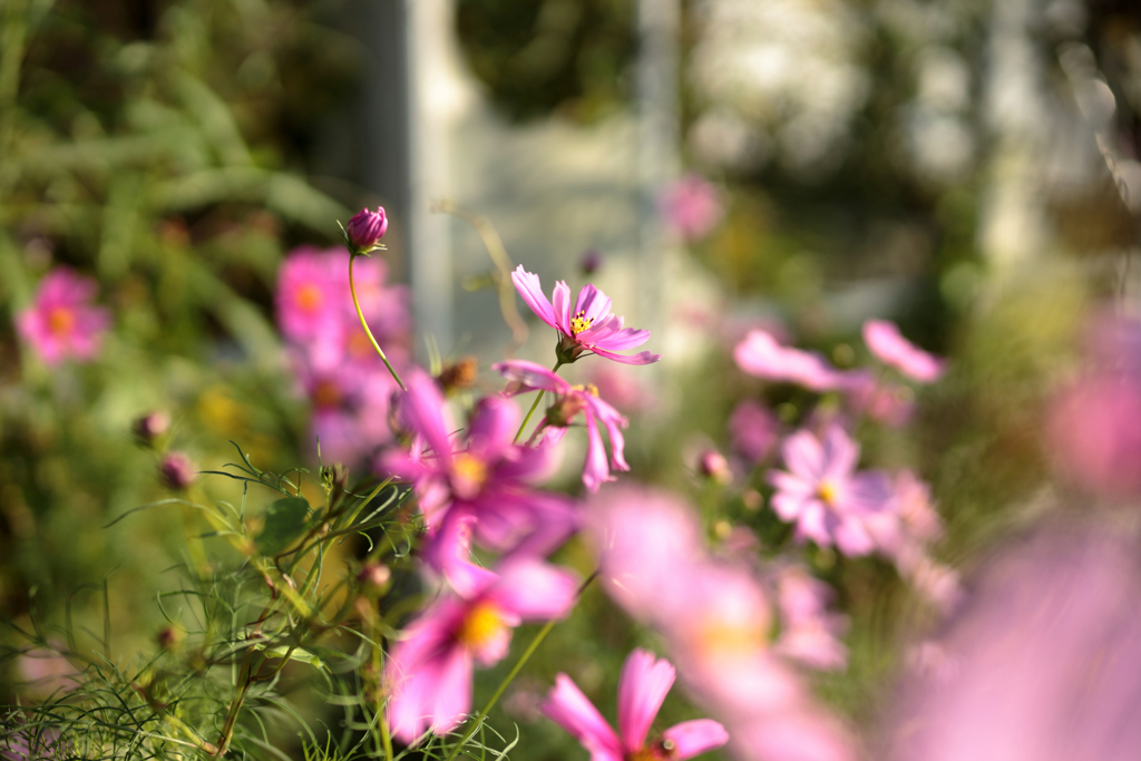濃紅の秋桜