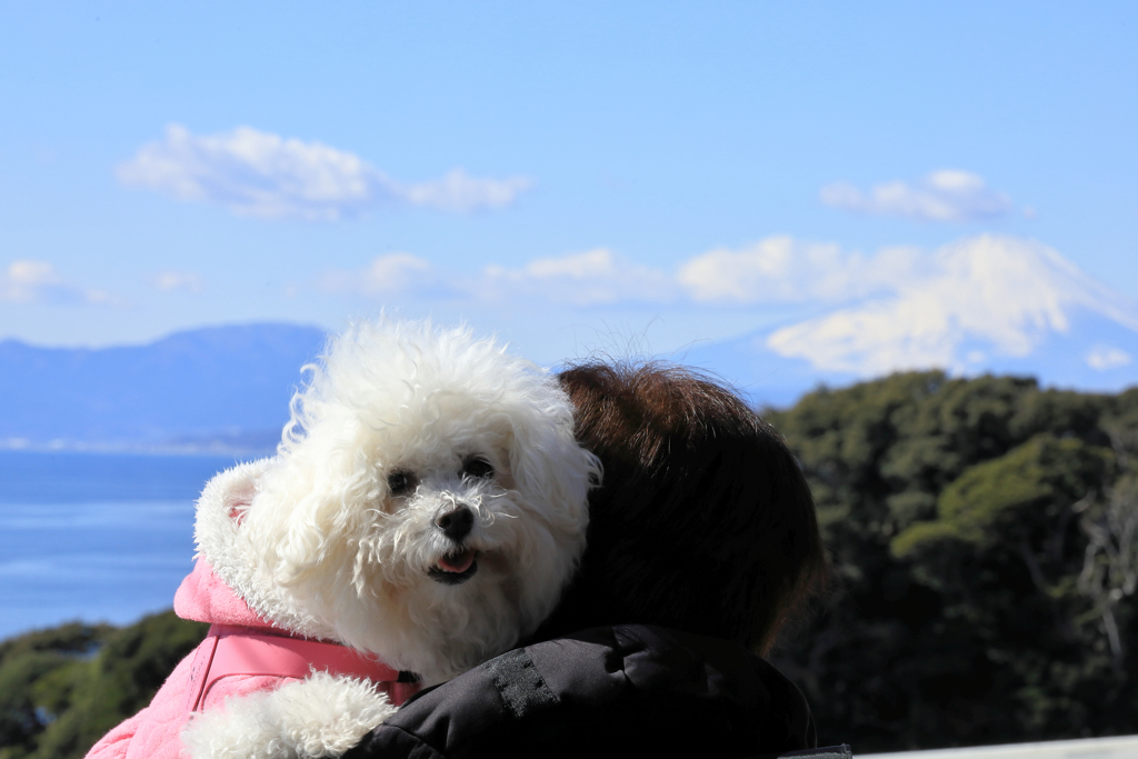 江ノ島観光　愛犬と富士山