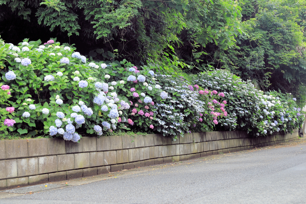 矢名薬師の紫陽花