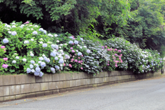 矢名薬師の紫陽花