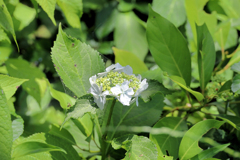 小さい紫陽花