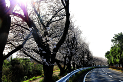 道沿いに咲く桜