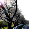 道沿いに咲く桜