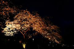 夜桜