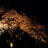 夜桜
