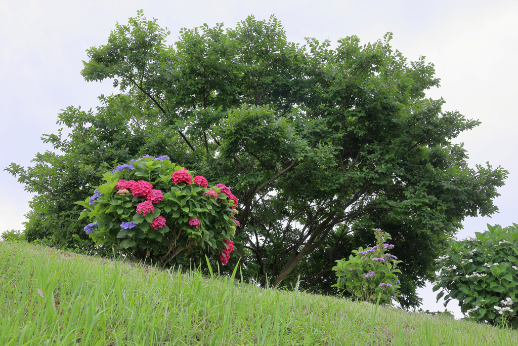 赤い紫陽花の裏側