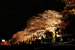 夜桜