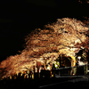 夜桜