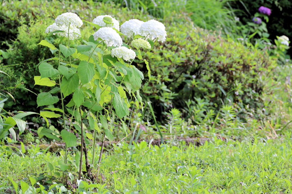 真白い紫陽花