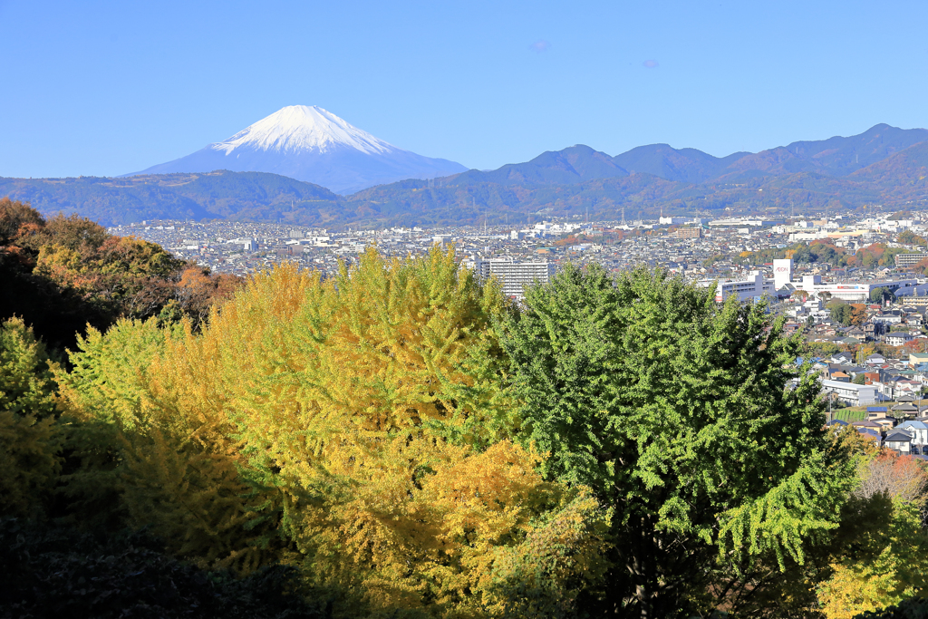銀杏と富士山