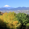 銀杏と富士山