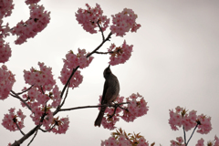 戸川公園の河津桜