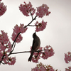 戸川公園の河津桜
