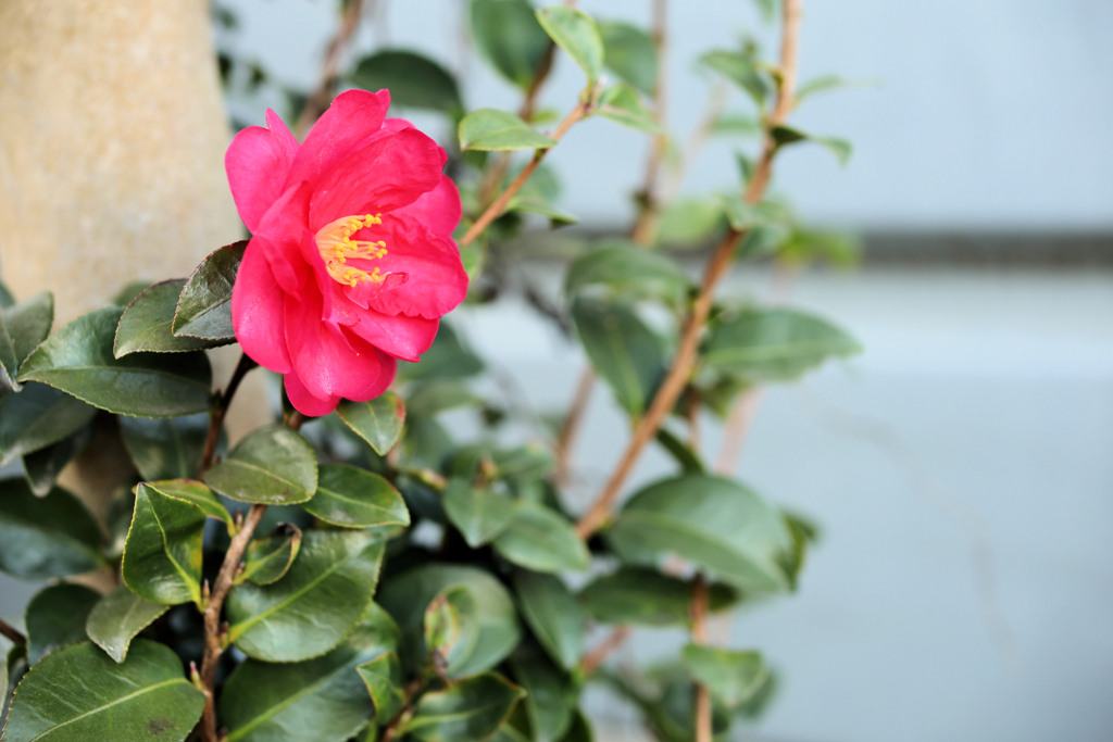 東向きに咲く山茶花