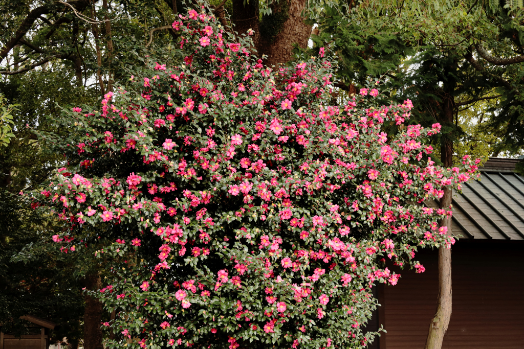 お寺の山茶花