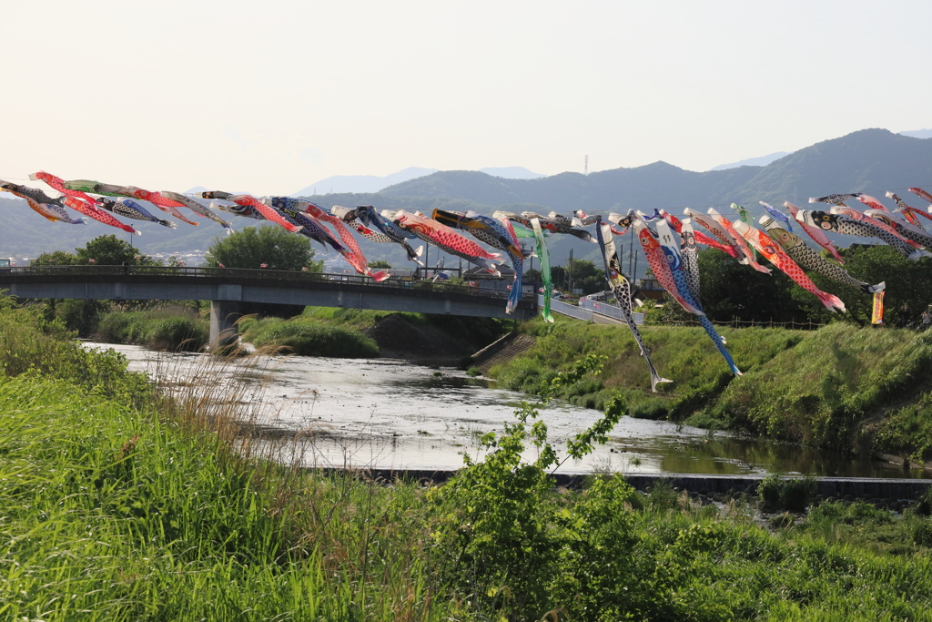 鈴川鯉のぼりまつり