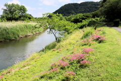 平塚市の河内川（かわちがわ）