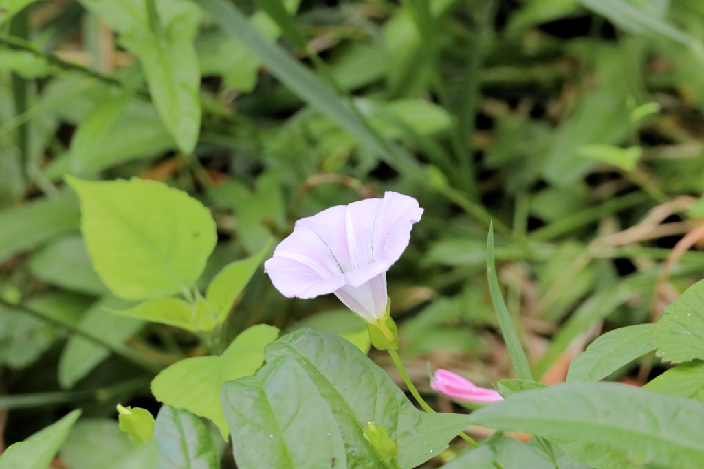 開花と蕾