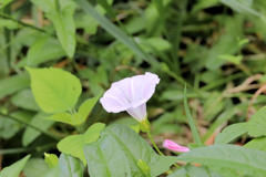 開花と蕾