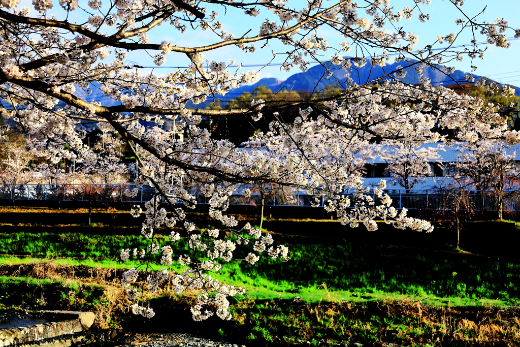 横に咲く桜