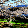 横に咲く桜